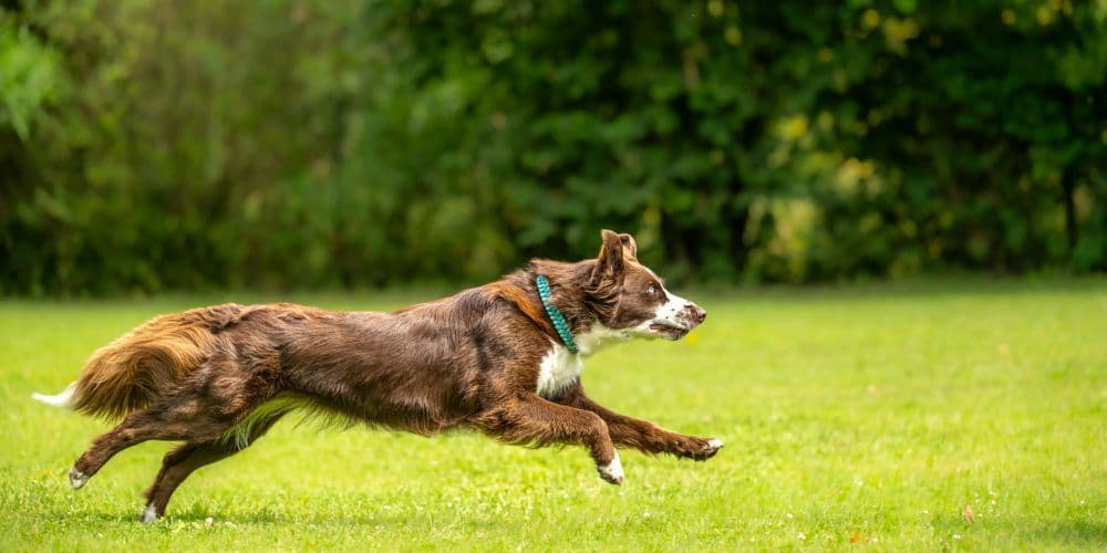 Pet Services in Mount Diablo